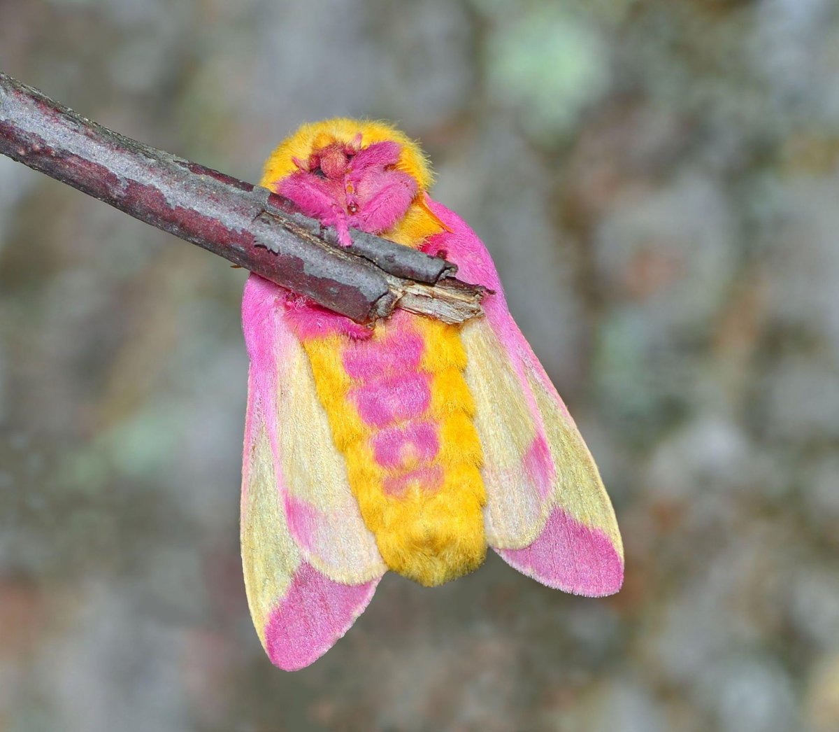 First up, the dryocampa rubicunda, or the “rosy maple”. This is real, I promise you. That’s what it looks like.