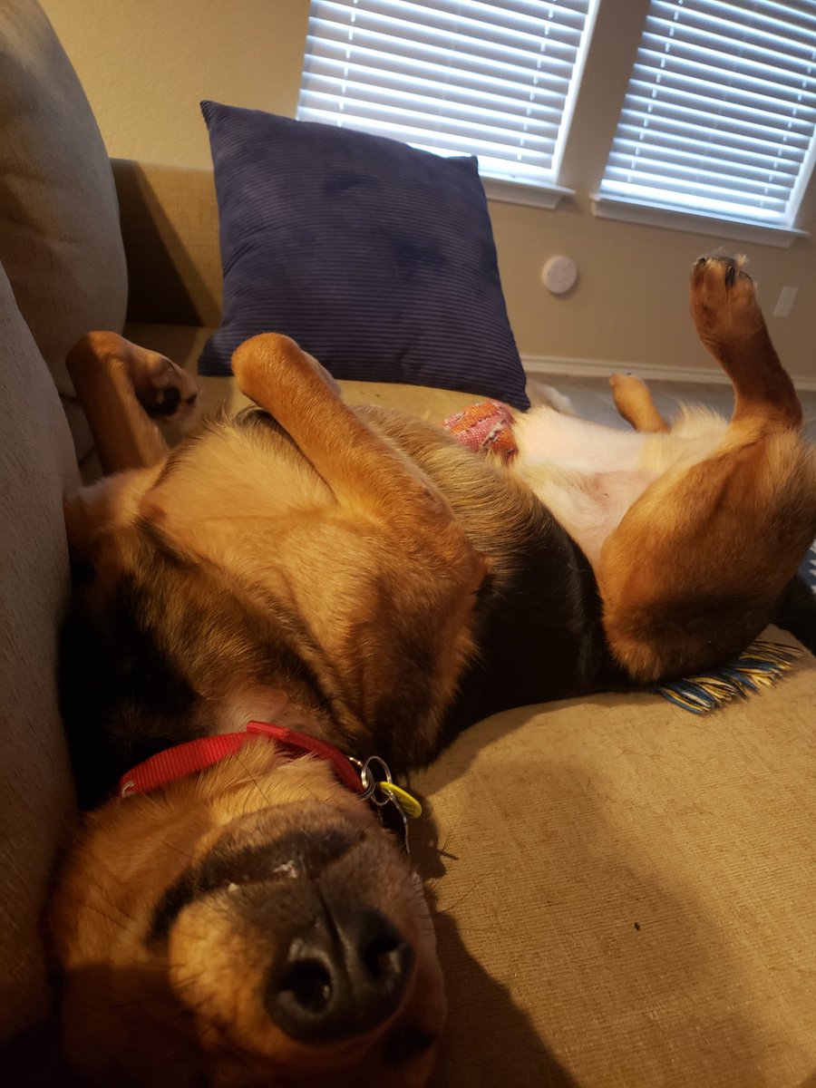 Pot314Dog's tweet photo. @sdudar It's all fun and games until someone falls off the sofa! https://t.co/bcqqPGPWCS