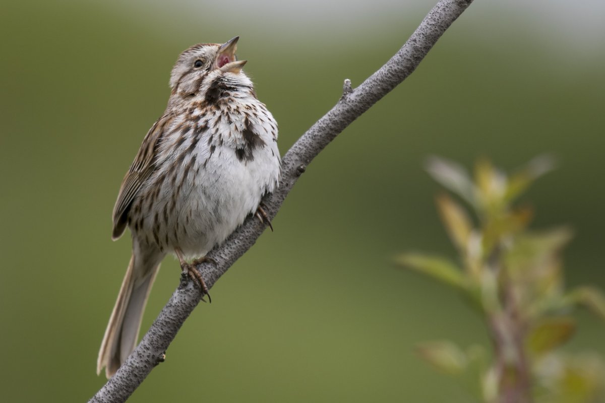 Sparrows are so much more than LBJ's (little brown jobs). Check out some of the sparrows that visit my neck of the woods each year. First up - Song Sparrow who announces the arrival of spring here (1/12)