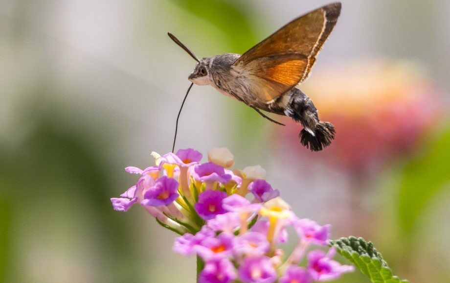 THIS IS NOT A BIRD. I REPEAT, NOT A BIRD. It’s a moth! The hummingbird hawk moth, macroglossum stellararum to its friends. These are found in Japan, Britain, and the mediterranean, confusing the hell out of birdwatchers wherever they go.
