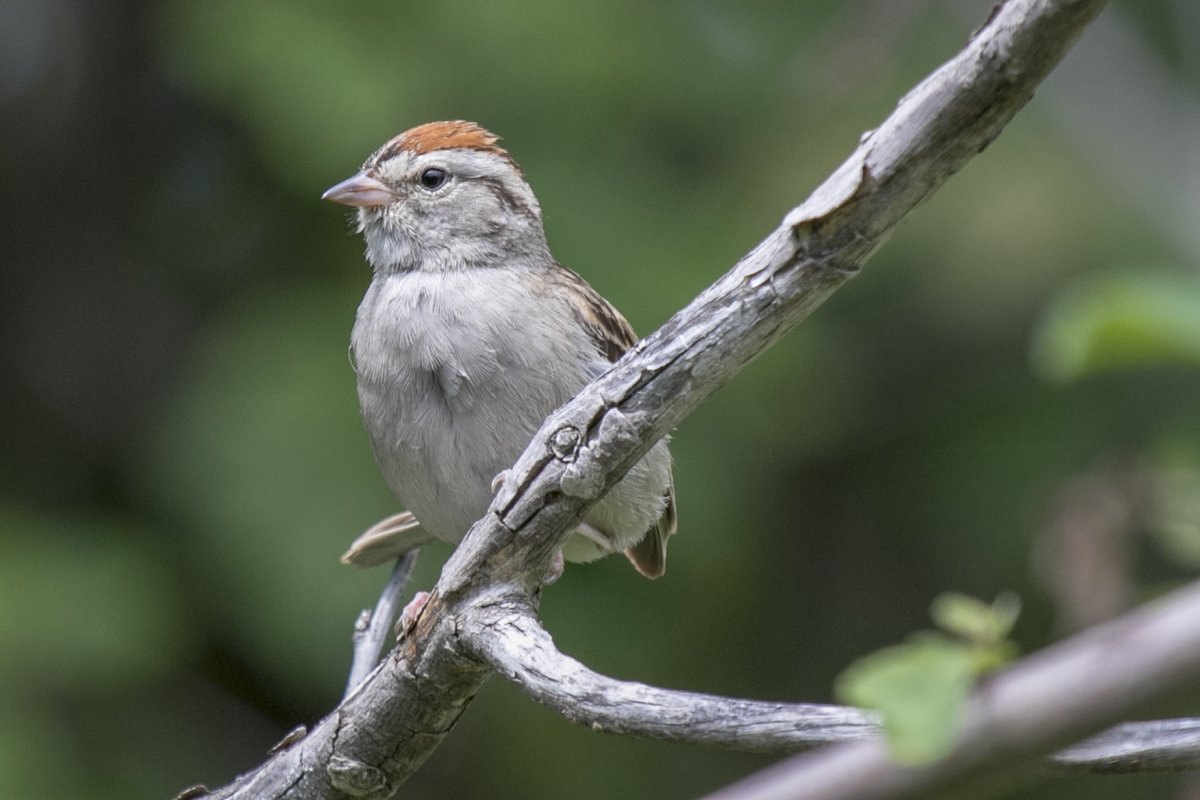 Next is the ever-cheerful and tiny Chipping Sparrow. Both male and female adults have a bright, rusty cap (L). Juveniles are a little trickier to ID because they don't have a cap and they're streaky (R). Juveniles and fall sparrows are HARD (2/12)