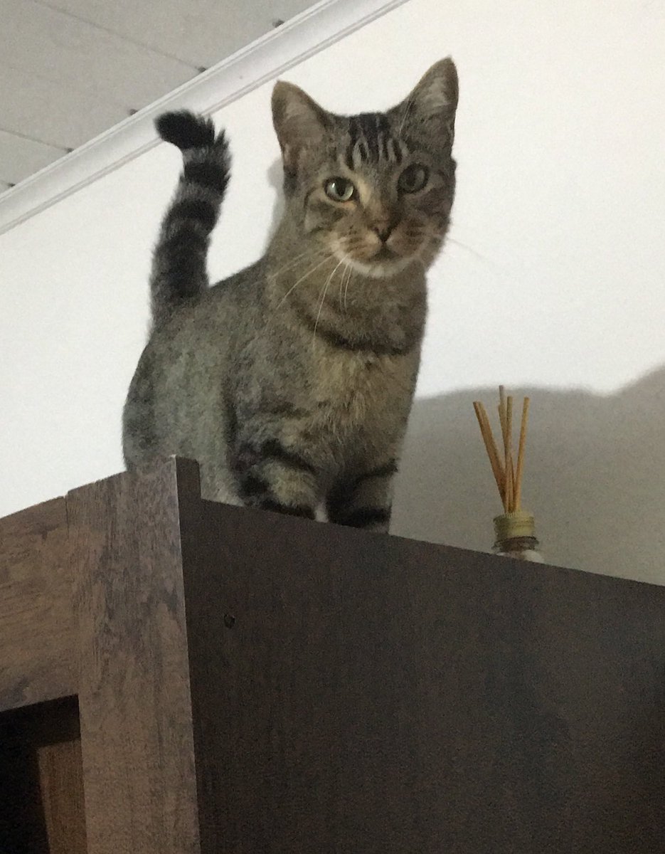 michelkdev's tweet image. Primeira vez que ele subiu no armario. 🙄 Gatos são fogo kkkk curioso que só! Mas ele enjoa facil 😂 Prefere ficar deitado do meu lado... enquanto trabalho.