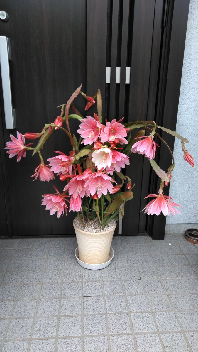 izuguricha's tweet photo. 今年は沢山咲きました❗ https://t.co/NjbPxvJbmF