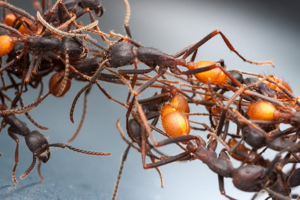 Cette place privilégiée dans l'écosystème locale tient dans le fait que les Eciton sont SDF : elles ne possèdent pas de nid fixe. Quand ces fourmis ont besoin de stationner, les ouvrières se contentent de se laisser pendre depuis une hauteur et de s'accrocher les unes aux autres.