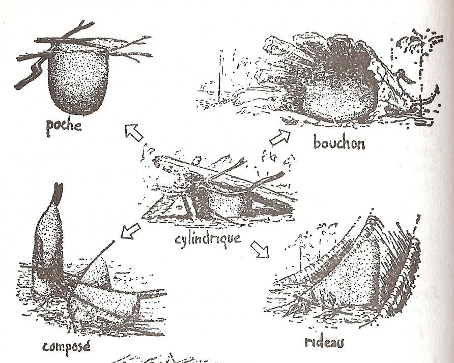 La manœuvre est répétée jusqu& #39;à former une structure compacte composée de milliers de fourmis (les colonies en comportent plusieurs centaines de milliers). En son centre : la reine, seul femelle de la colonie à pouvoir pondre ; les autres servent d& #39;ouvrières/soldats.