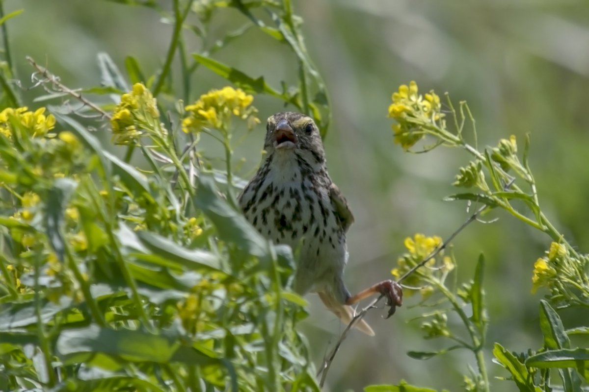 If you live near grasslands like me, you get to see lots of these guys: Savannah Sparrow. They's one of the streaky-fronted sparrows but you can recognize them by their bright yellow eyebrows. They're so special they've got their own genus! (Passerculus) (3/12)