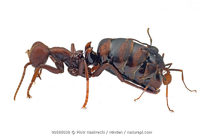 La manœuvre est répétée jusqu'à former une structure compacte composée de milliers de fourmis (les colonies en comportent plusieurs centaines de milliers). En son centre : la reine, seul femelle de la colonie à pouvoir pondre ; les autres servent d'ouvrières/soldats.
