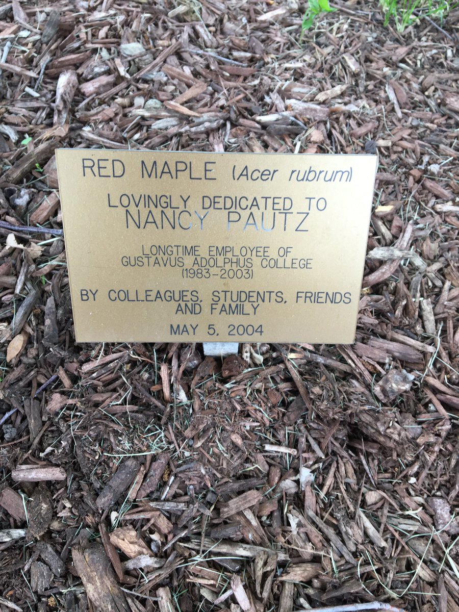 Thanks <a href="/gustavus/">Gustavus Adolphus College</a> for keeping moms tree in fantastic health.  Always nice to walk the campus and be reminded of her.