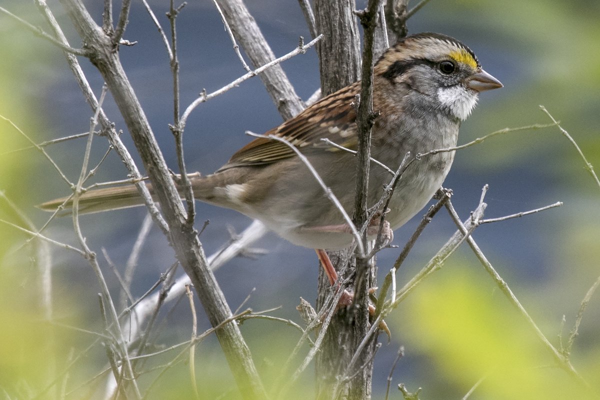 White-throated sparrows live up to their name. They also have yellow eyebrows, but no streaks on the breast. (4/12)