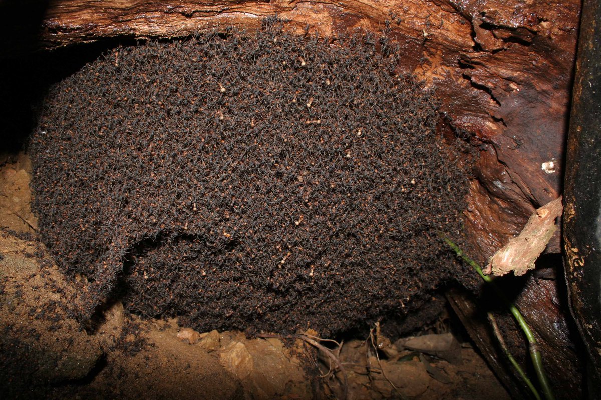 Le bivouac (nom du "nid" qui n'en est pas un) peut mesurer jusqu'à un mètre de diamètre. Son intérêt principal est de protéger la reine, très fragile, ainsi que les larves. La température frôle les 30°C au centre de la masse, grâce à un système complexe de ventilation.