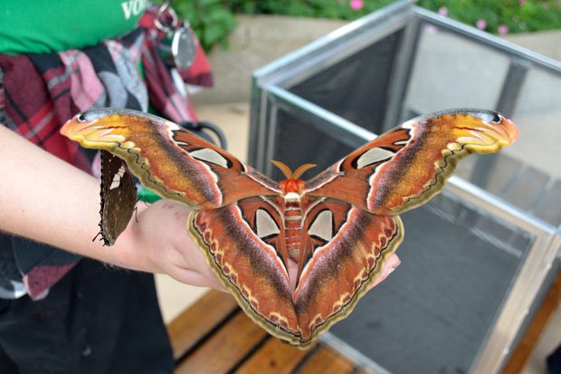The Atlas Moth will be familiar to many of you! Attacus Atlas is a giant, gorgeous fucker. It’s not actually the largest of the species despite being commonly referred to as such, but it’s absolutely beautiful and will get you 3000 bells at Nook’s Cranny.