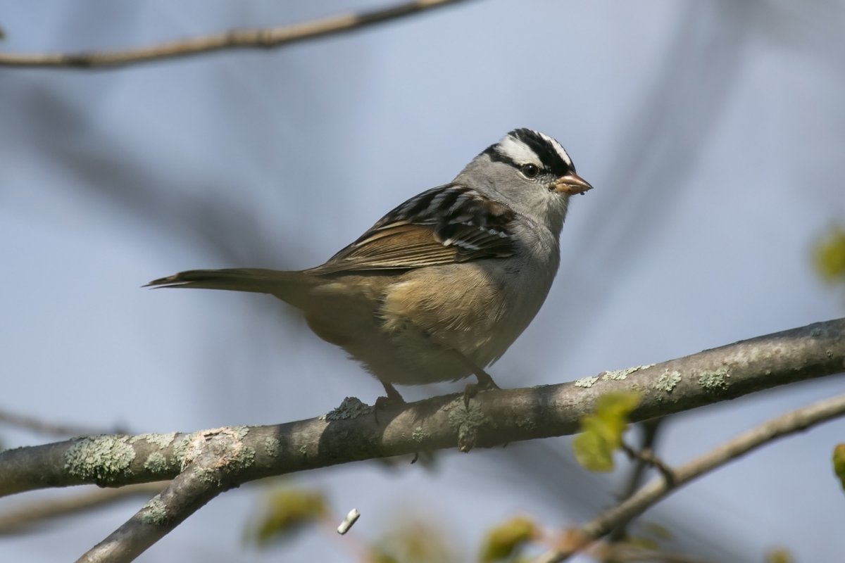 Here's another easy one: White-crowned sparrow. Just look at that "bike helmet"! (5/12)