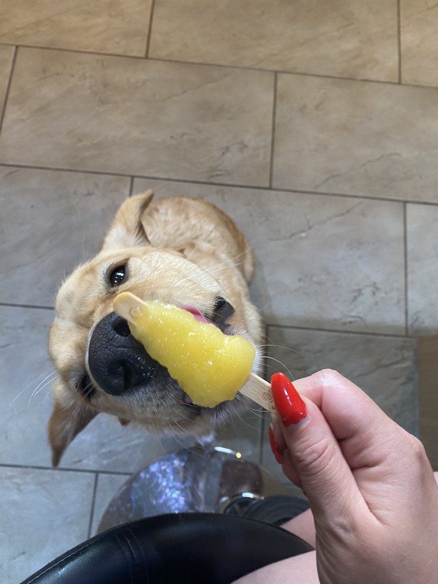 locketbrennan's tweet photo. If you’ve had a bad day here’s my doggo enjoying an ice lolly🥺 https://t.co/QP2faXEiGI