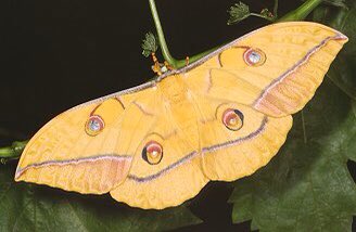 Japanese silkmoths come in a variety of shades on the orange-yellow spectrum, but I love the vivid turmeric yellow of the Antheraea yamamai so much.