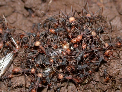 C'est ça la marabunta : un torrent de centaines de milliers de fourmis à la recherche de proies. Gare à ceux qui s'approchent, tout ce qui est comestible sera aussitôt recouvert de fourmis qui piqueront et morderont jusqu'à ce que mort s'ensuive.