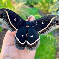 Now, as we saw with the grey dagger, not all moths come in vibrant colours. The death’s head moth gets a lot of press for being goth as hell, but I think the calleta silkworm moth with its black velvety wings is much prettier.