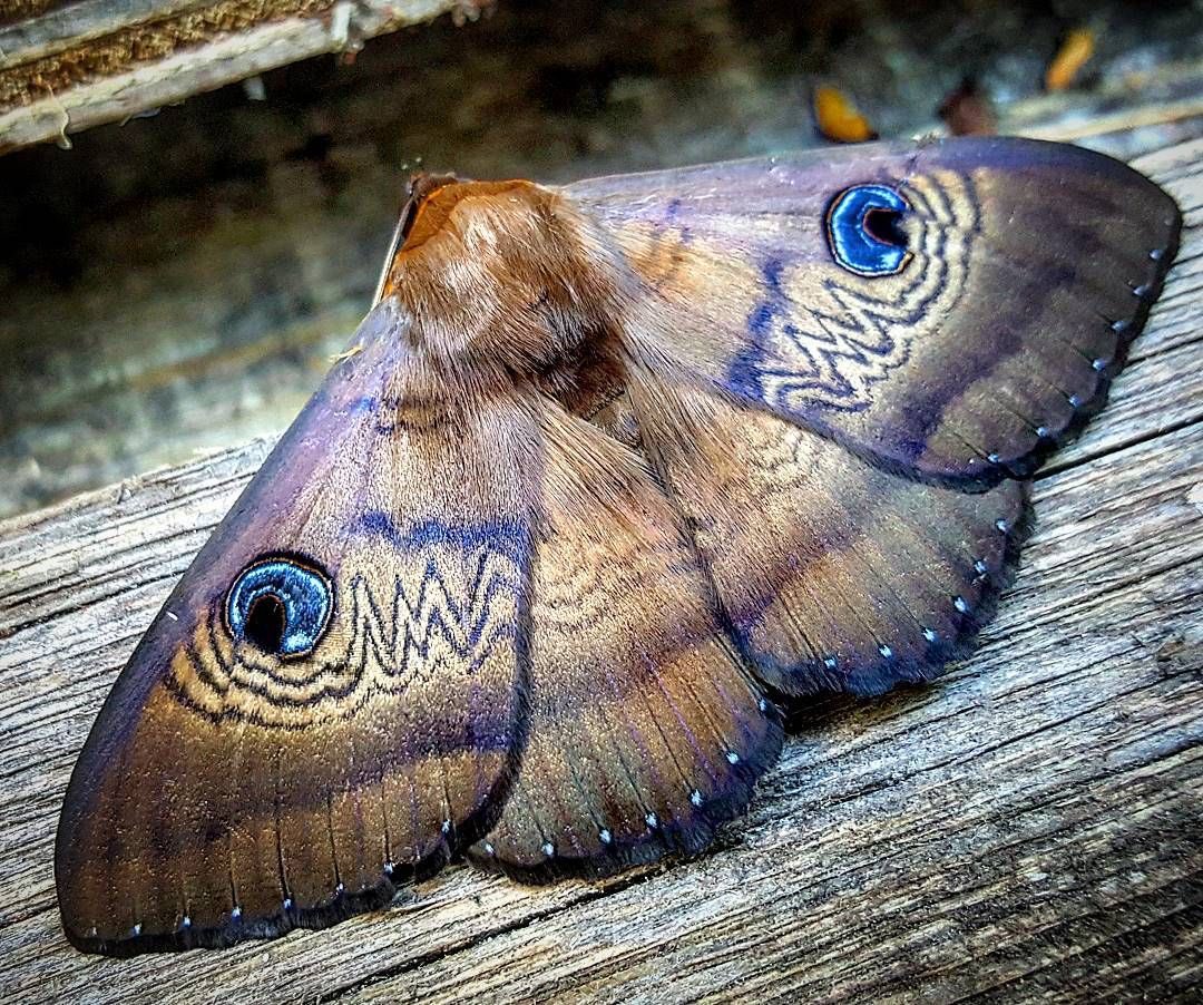 The “Southern Old Lady” moth, (also known as the granny moth!) is unassuming at first glance but has those gorgeous deep blue eyes. She’s a special lady, dasypodia selenophora.