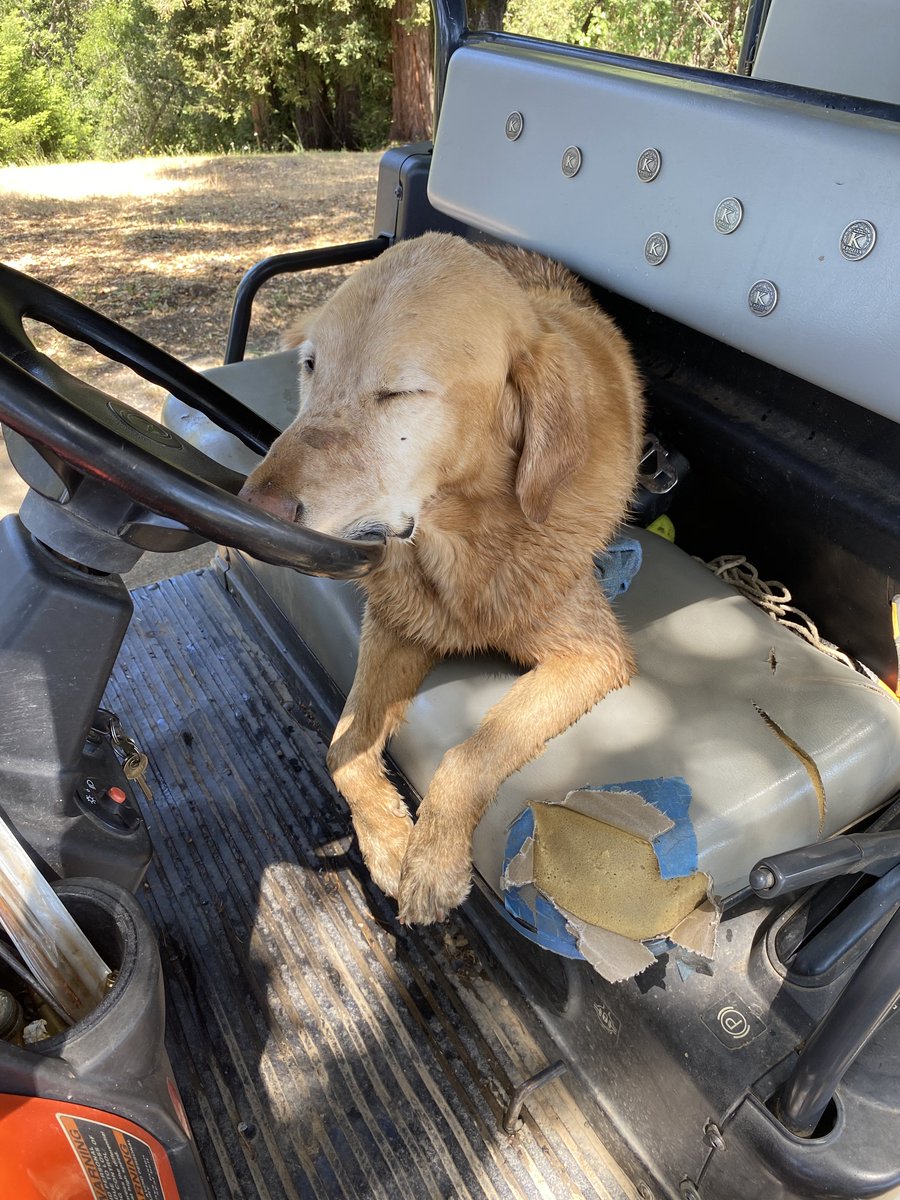 KinsellaWine's tweet photo. Spencer tired from a long day riding shotgun on the Kubota and swimming in his eponymous lake! https://t.co/FcUBnC0lew