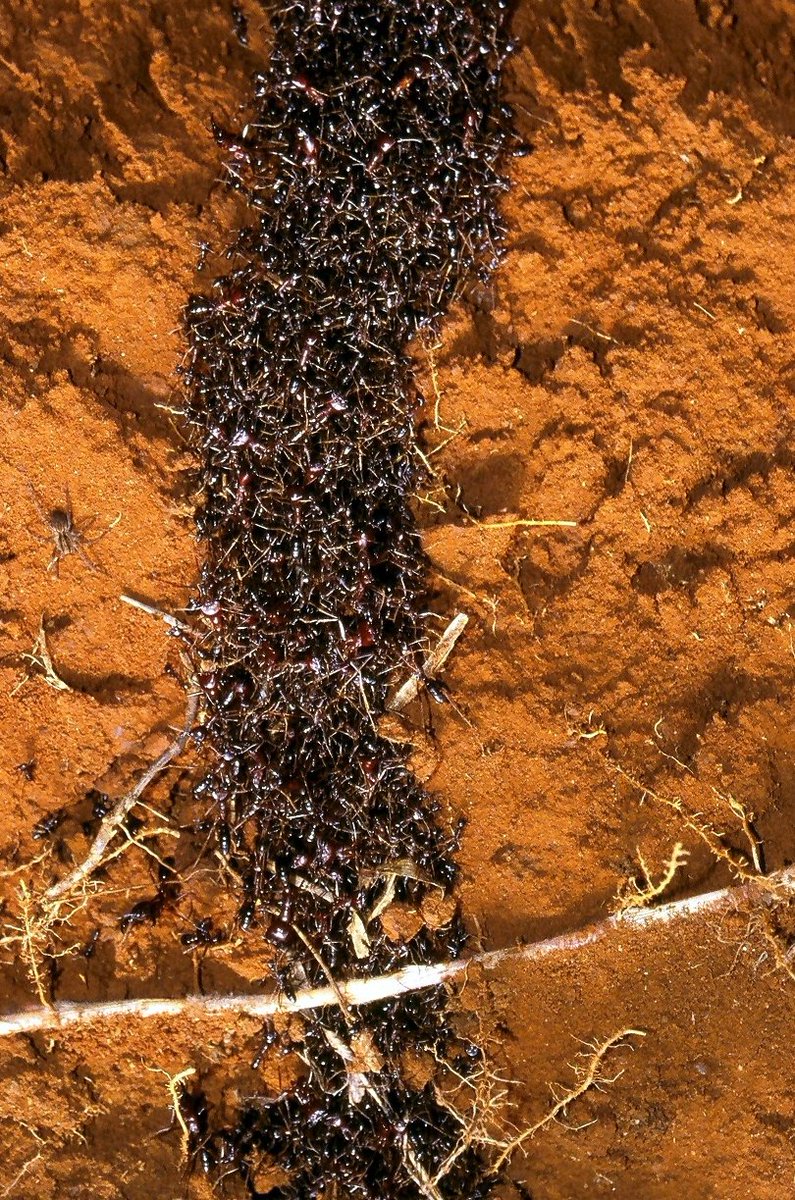 C& #39;est ça la marabunta : un torrent de centaines de milliers de fourmis à la recherche de proies. Gare à ceux qui s& #39;approchent, tout ce qui est comestible sera aussitôt recouvert de fourmis qui piqueront et morderont jusqu& #39;à ce que mort s& #39;ensuive.