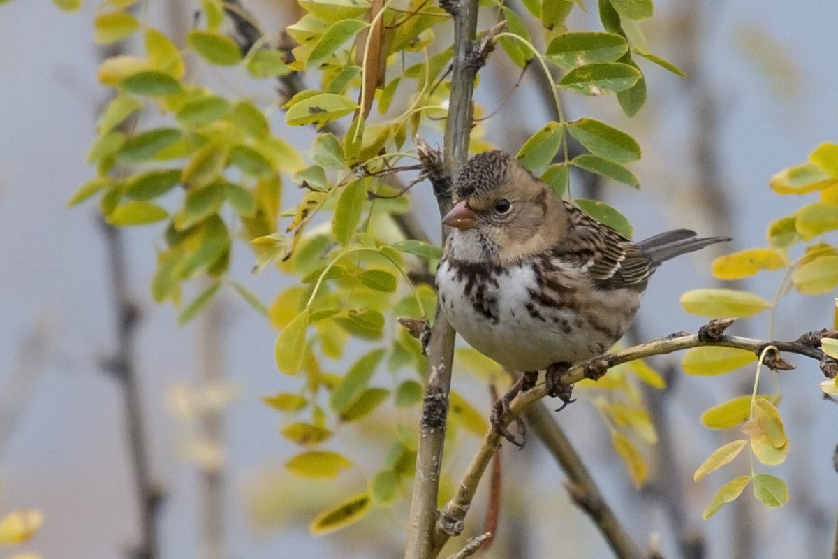 Another in the fancy markings department has got to be Harris's Sparrow. I only ever see them in the fall (non-breeding plumage) but I guess they're even flashier in the spring. They breed waaaayyyyy up north (north of 60) (6/12)