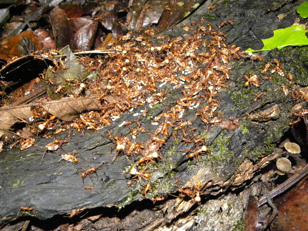 C'est ça la marabunta : un torrent de centaines de milliers de fourmis à la recherche de proies. Gare à ceux qui s'approchent, tout ce qui est comestible sera aussitôt recouvert de fourmis qui piqueront et morderont jusqu'à ce que mort s'ensuive.