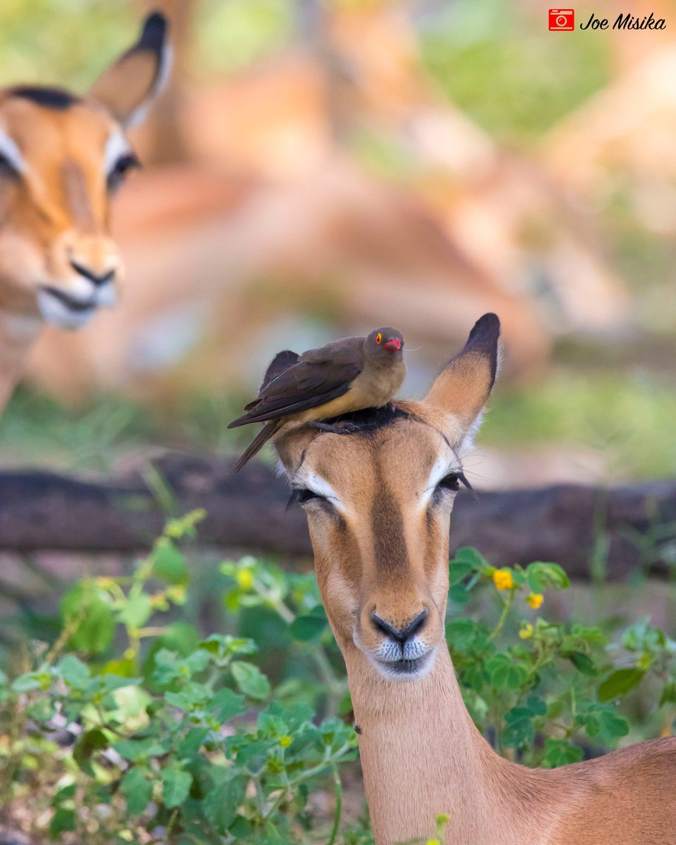 joemisika's tweet photo. Best of friends : Impala and Oxpecker. Oxpeckers pluck hair off their hosts to use as lining for their nests.
#day120 #project365 #photoaday #imageaday #impala #oxpecker #thisischobe #ilovebotswana #visitafrica https://t.co/dnRKAah1fO