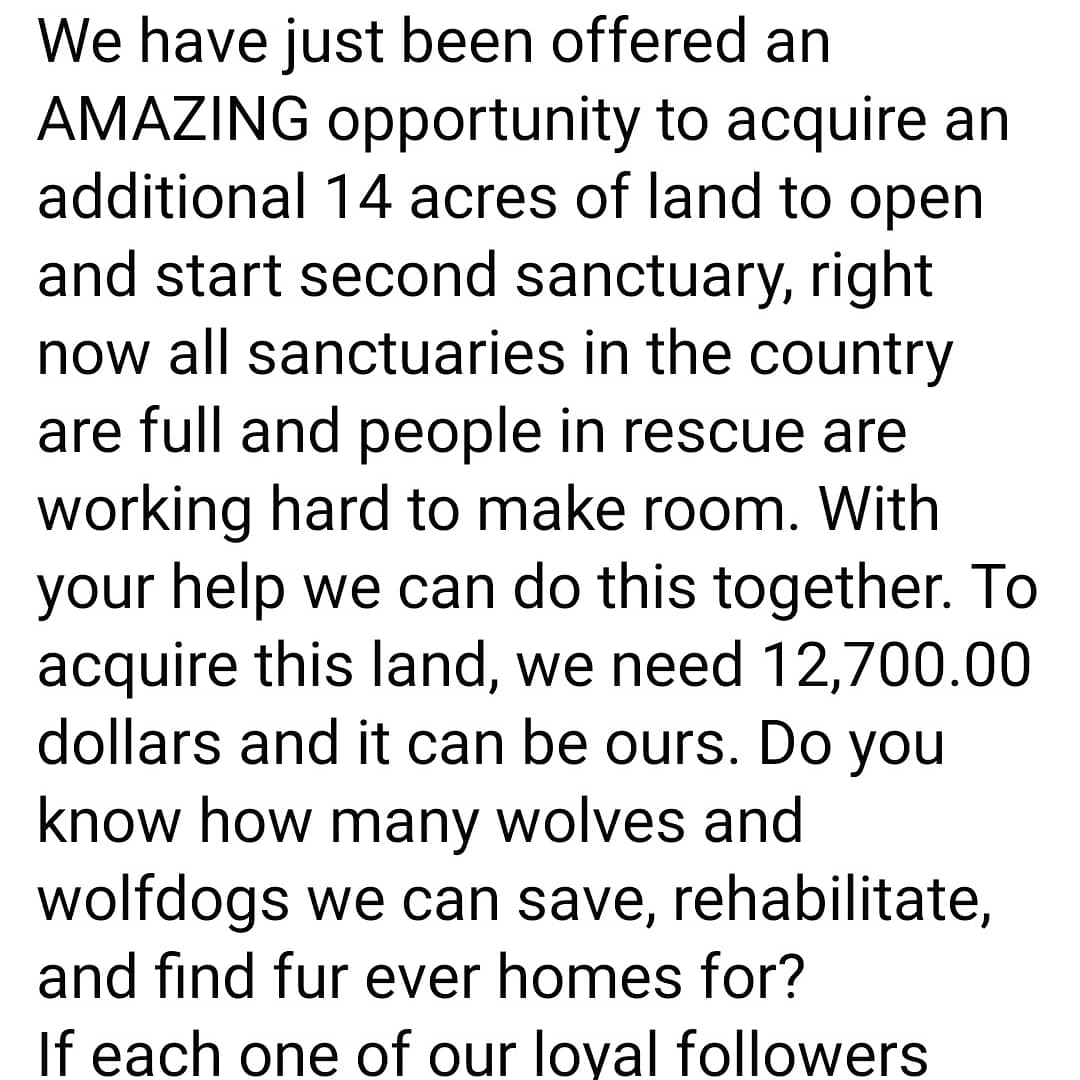 southernohiowolf tweet media