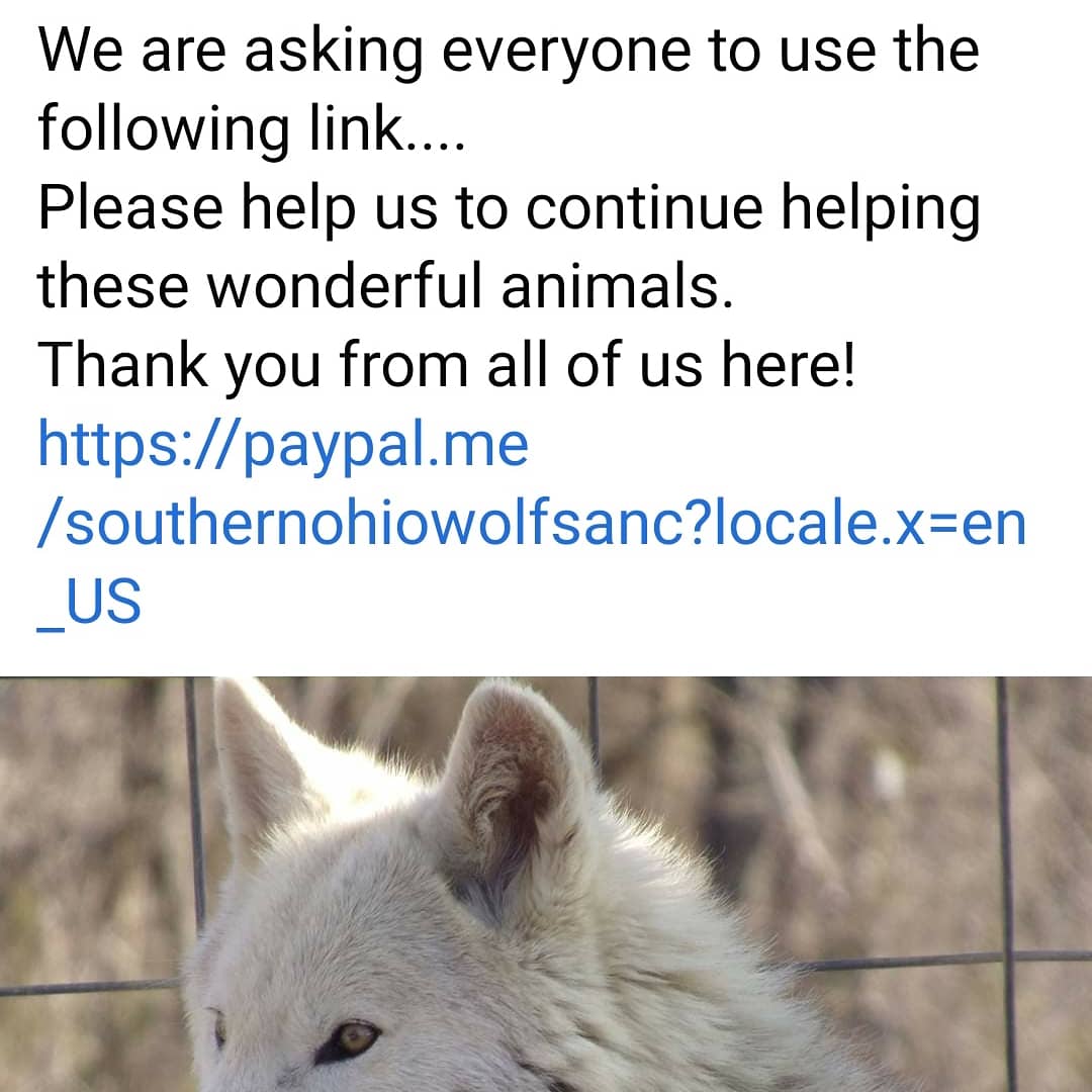 southernohiowolf tweet media