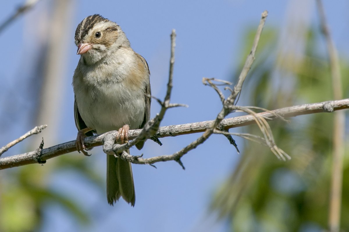 Clay-coloured sparrows are really common here all summer but are best identified by what they sound like rather than what they look like. BUZZZ BUZZZ BUZZZ (8/12)