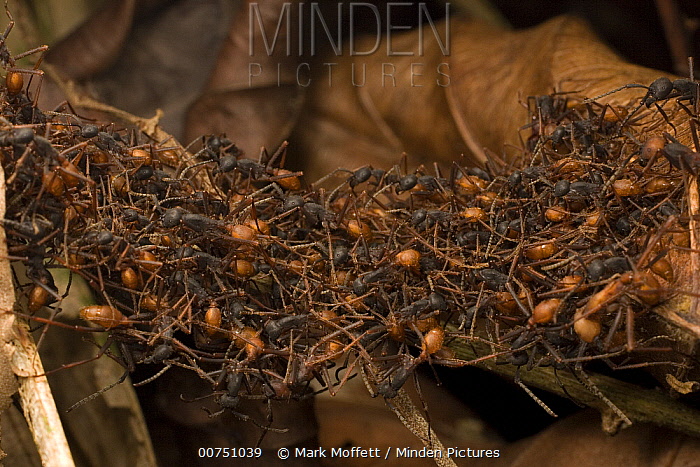Les Eciton sont inarrêtables. Aucun animal ne peut les stopper et même la nature ne saurait les freiner. Les creux et aspérités du sol amazonien sont immédiatement comblés par un pont vivant constitué de fourmi. Rien ne doit entraver la progression de la colonie.