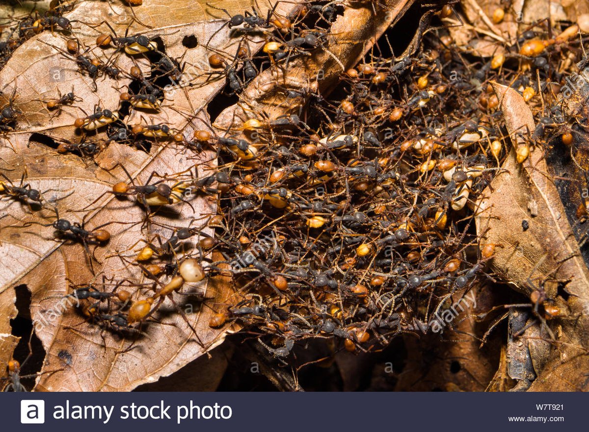 Les Eciton sont inarrêtables. Aucun animal ne peut les stopper et même la nature ne saurait les freiner. Les creux et aspérités du sol amazonien sont immédiatement comblés par un pont vivant constitué de fourmi. Rien ne doit entraver la progression de la colonie.