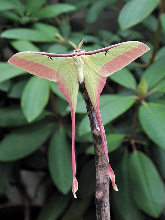 I’ll wrap up my thread with some moon moths. Belonging to the actias family, moon moths are characterised by pastel greens and pinks, with thin, trailing wings. Here we have actias luna, the OG moon moth, and actias dubernardi, the Chinese moon moth.