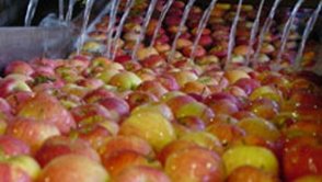 Hasat sonrası yaş meyve ve sebzelerde uygulanan depo kimyasallarının (ruhsatlı olan ilaçlar da dahil), yeniden toksikolojik analizlerinin yapılarak, kullanımlarına sınırlama getirilmesi zorunlu bir ihtiyaçtır...