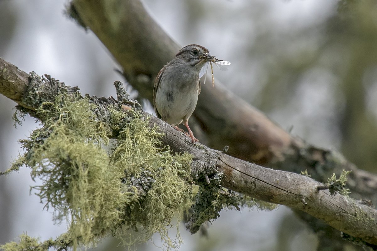 Here are a few "advanced level" sparrows. Lincoln's, Vesper, Swamp and American Tree Sparrow. Experts are always talking about lores, so you should probably look that up  (7/12)