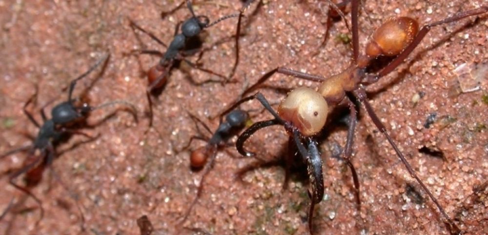 Et pour ceux qui oseraient s& #39;attaquer aux Eciton, elles disposent de soldats aux mandibules démesurées, capables de percer la peau humaine. Leur machoires sont si puissantes que des natifs américains les utilisent pour suturer en se laissant mordre puis en décapitant la fourmi.