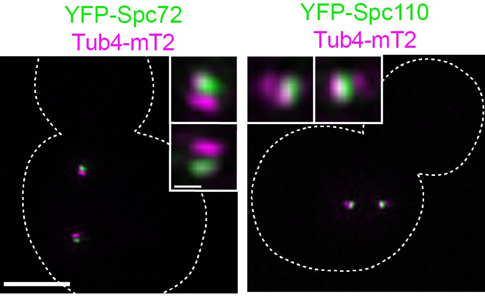 SueJaspersen's tweet photo. Check out a high resolution analysis of microtubule nucleation in budding yeast. How spindle asymmetry arises, how spindle poles are assembled and how nuclear and cytoplasmic nucleation sites are balanced!  A great collaboration with the Segal lab. https://t.co/7XxnIA2U24. https://t.co/zNtQAipyZS