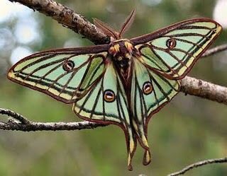Finally, actias selene, the Indian moon moth, and my favourite of the lunar family, graellsia isabellae - the Spanish moon moth.