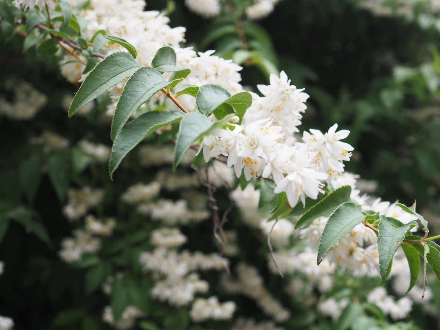 花凛𓂃 𓈒𓏸 ꕤ 花写真 ヒメウツギ 花言葉 秘めた恋 夏の訪れ Tlを花でいっぱいにしよう T Co 7fnvmfaqir Twitter