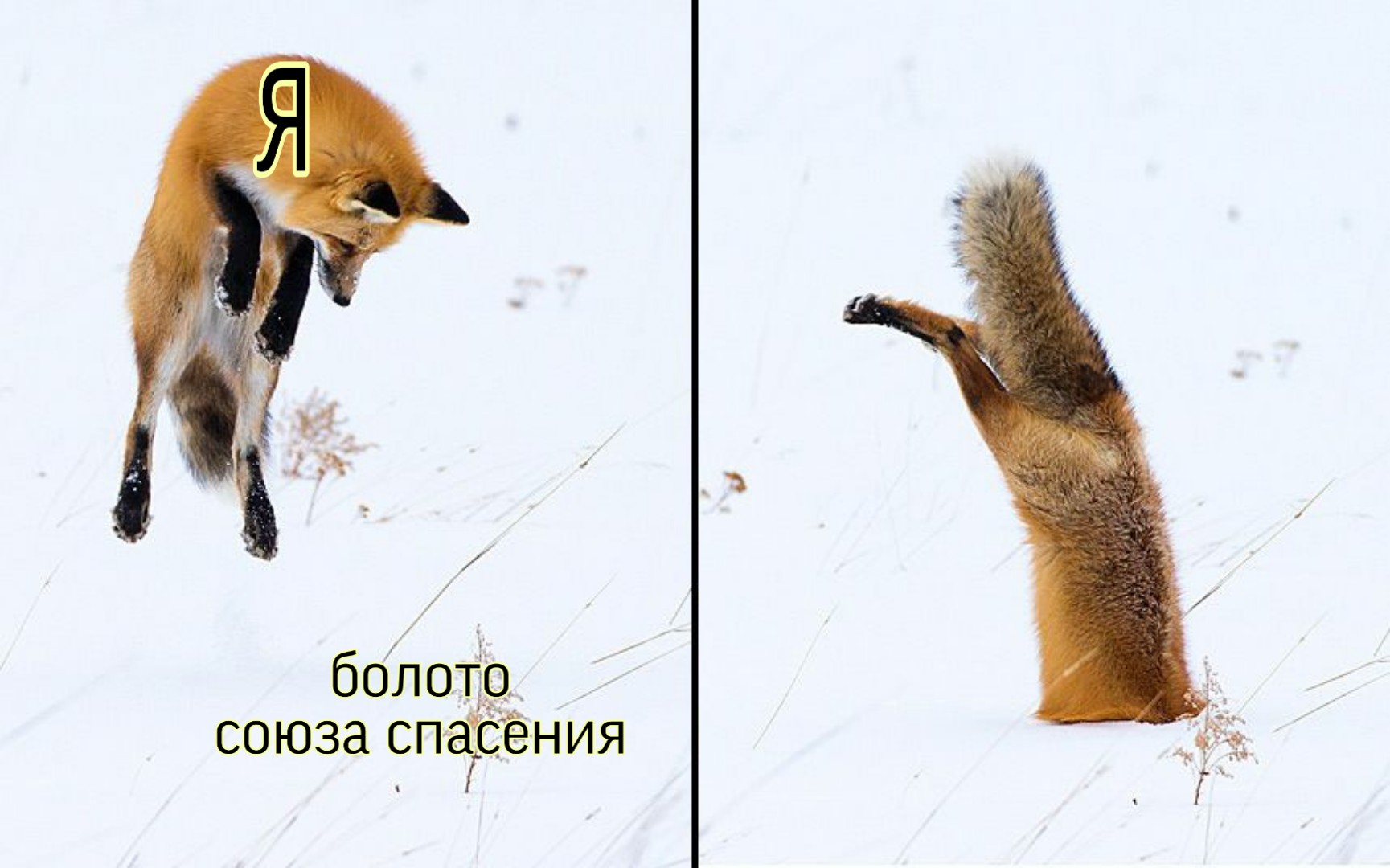 Лиса прыгает в снег