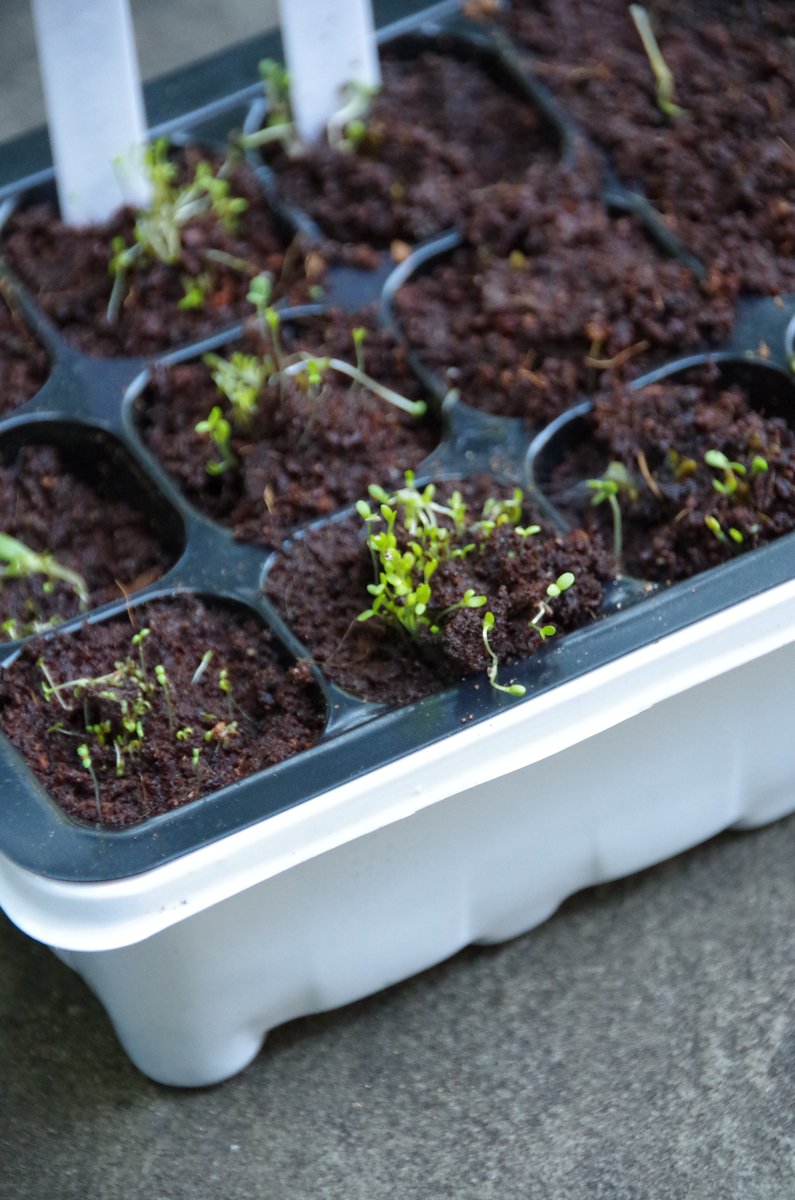 turningclockbac's tweet photo. #ad Growing your own medicinal herbs means you always have natural home remedies on hand. Here are a few tips on growing medicinal plants as well as quick peak at a the @trueleafmarket medicinal herb garden kit I received to try. #PlantingWithTLM https://t.co/vk4SDCCUcR https://t.co/DS0V6swHgw