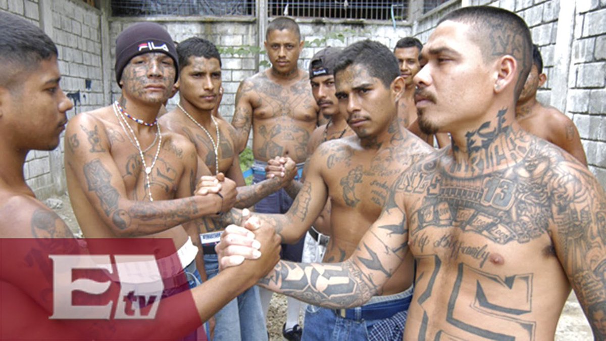La marabunta fait partie intégrante du paysage culturel sud-américain et est synonyme de peur et de puissance. Un proverbe dit que lorsque la jungle se tait, c& #39;est que la marabunta approche. Le gang de la Mara Salvatrucha/MS-13 s& #39;inspirera même du nom des fourmis légionnaires.