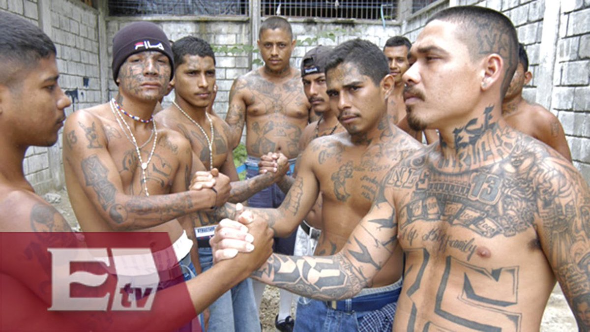 La marabunta fait partie intégrante du paysage culturel sud-américain et est synonyme de peur et de puissance. Un proverbe dit que lorsque la jungle se tait, c'est que la marabunta approche. Le gang de la Mara Salvatrucha/MS-13 s'inspirera même du nom des fourmis légionnaires.