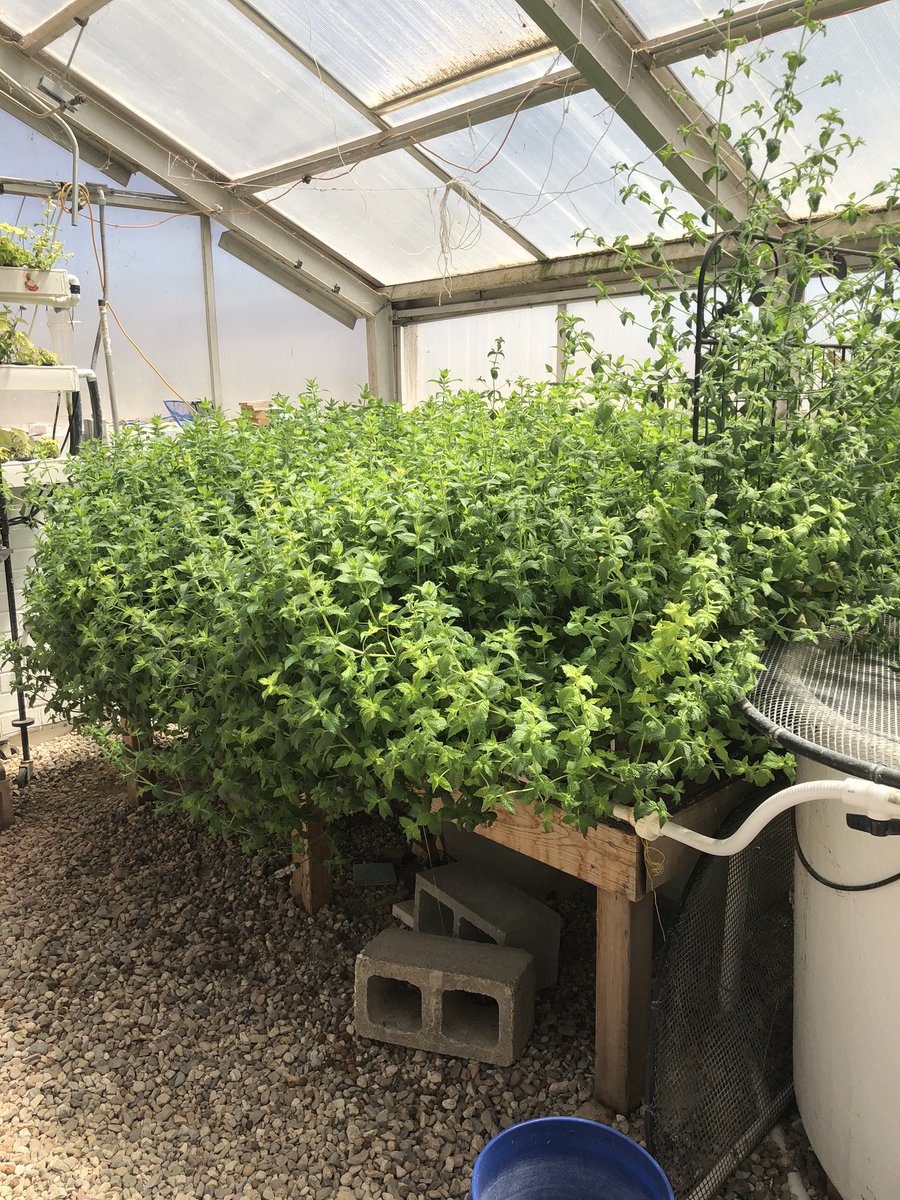 Growing mint is easy with aquaponics! Going to need to give some of this away pretty soon! #Aquaponics #CEAC #UArizona #Mint #Ag