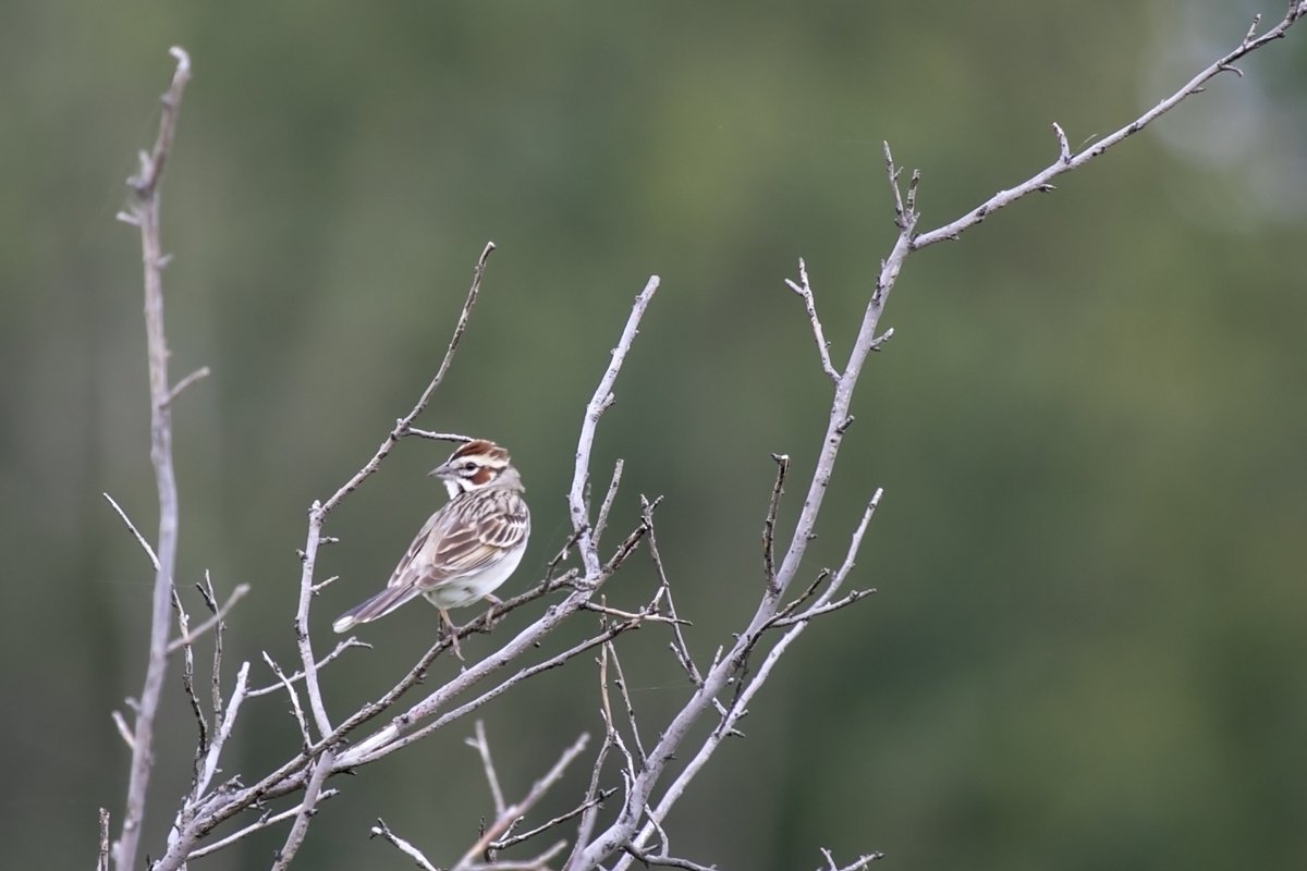 I've only ever seen a Lark Sparrow once, which is probably not surprising since I live at the very tippy-top of their northern range. Wowzers! What a beauty! (9/12)