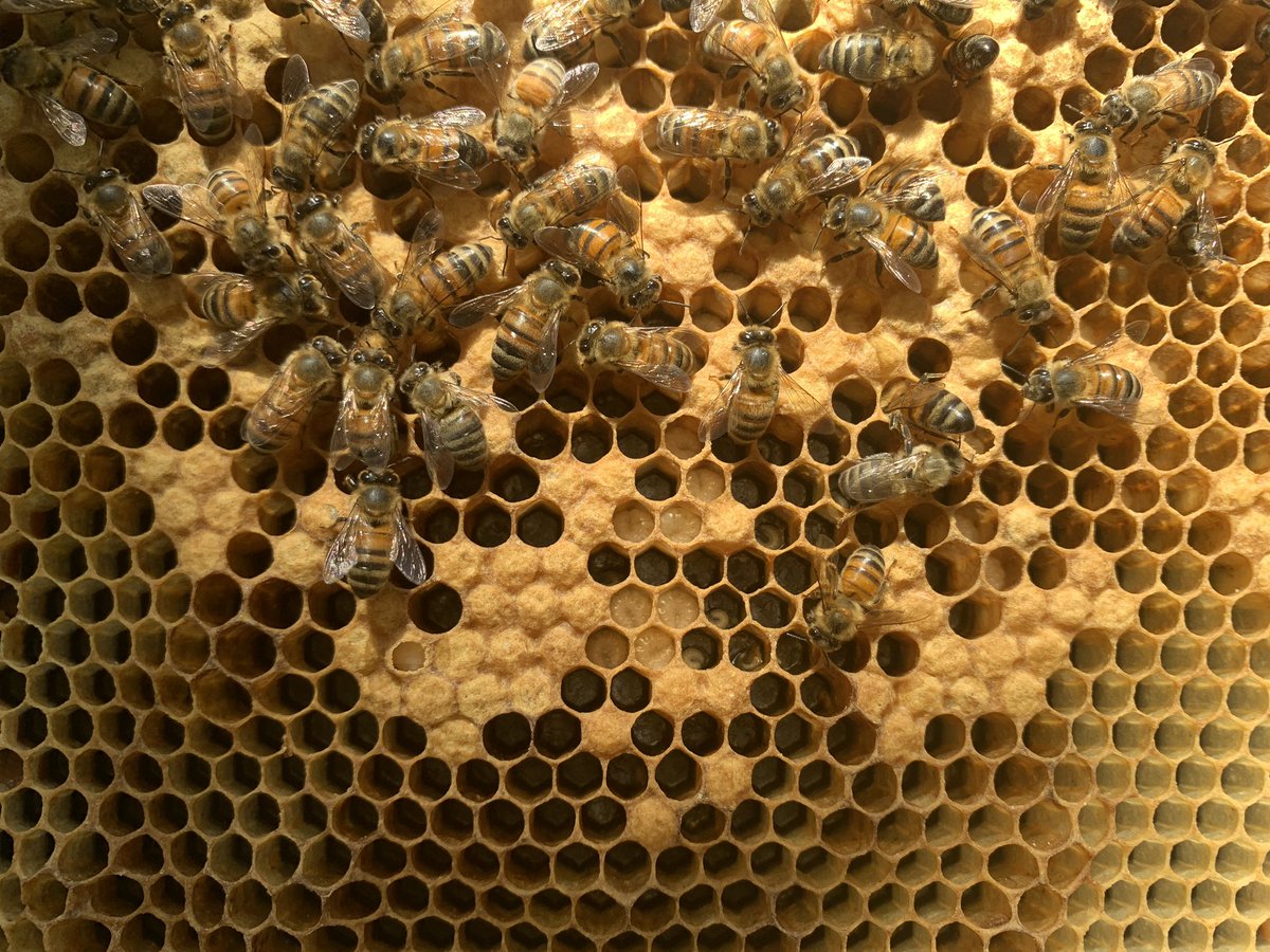 to inspect the hive, you take a peek at what’s going on across each frame. this is called a brood box because it’s where the brood of baby bees is being created. in these pics, you can see the larvae in various stages of development. the third pic even has a tiny baby bee face!