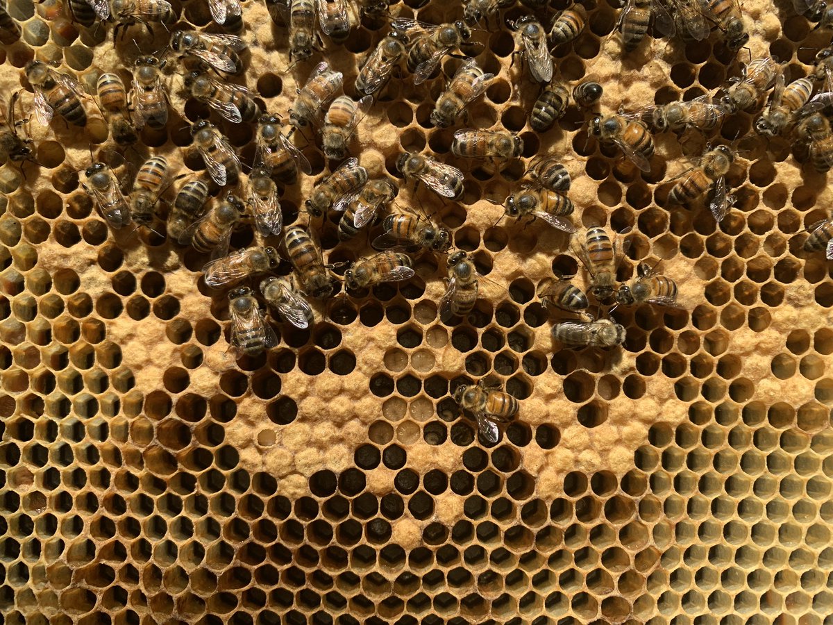 to inspect the hive, you take a peek at what’s going on across each frame. this is called a brood box because it’s where the brood of baby bees is being created. in these pics, you can see the larvae in various stages of development. the third pic even has a tiny baby bee face!