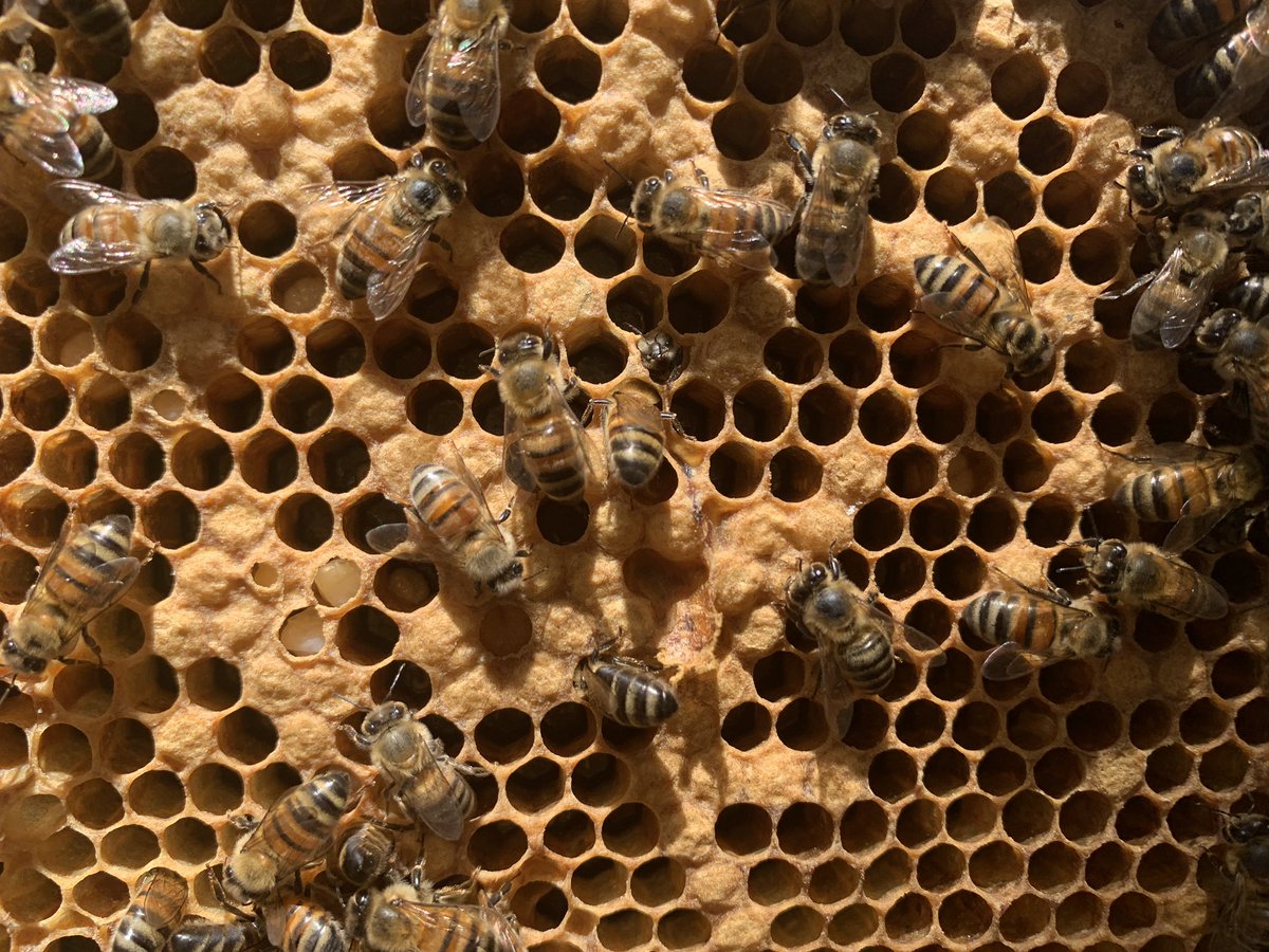 to inspect the hive, you take a peek at what’s going on across each frame. this is called a brood box because it’s where the brood of baby bees is being created. in these pics, you can see the larvae in various stages of development. the third pic even has a tiny baby bee face!