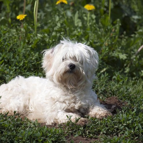 Thread : course poursuite contre un Chien Ce chien 