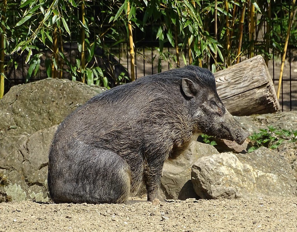 Critically endangered Visayan warty pigs in the wild can now only be found in fragmented forests of Negros & Panay. Last year, a zoo in Paris documented these pigs to use tools such as sticks to dig! Read more here:  https://bit.ly/3e8BiIj  #IDB2020  #BiodiversityDay