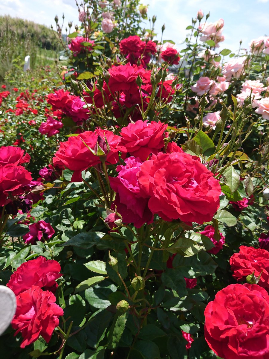 ট ইট র 長倉くぬぎ 今日は久しぶりに屋外で花を見たくて姫路 ばら園に遠征 姫路薔薇園
